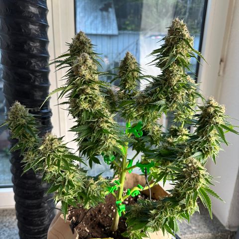 Hulkberry growlog timeline photo