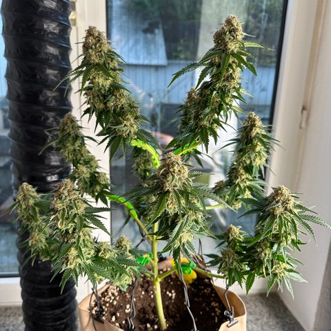 Hulkberry growlog timeline photo