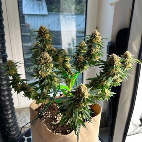 Hulkberry growlog timeline photo