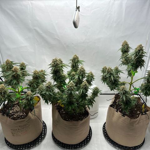 Hulkberry growlog timeline photo