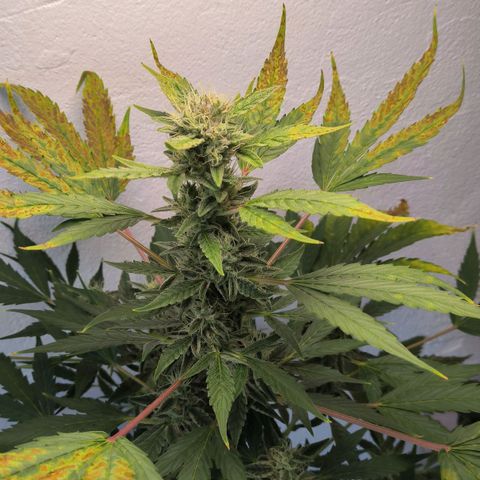 Northern light auto 1 growlog timeline photo