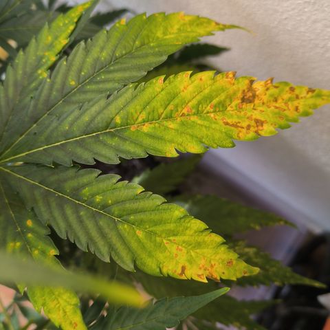 Northern light auto 1 growlog timeline photo