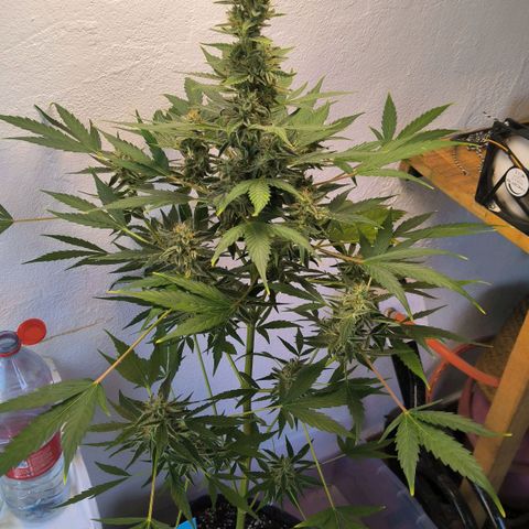 Northern light auto 1 growlog timeline photo