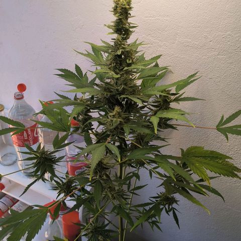 Northern light auto 1 growlog timeline photo