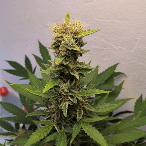 Northern light auto 1 growlog timeline photo