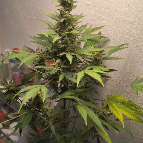 Northern light auto 1 growlog timeline photo