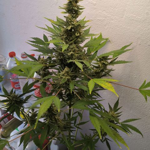 Northern light auto 1 growlog timeline photo