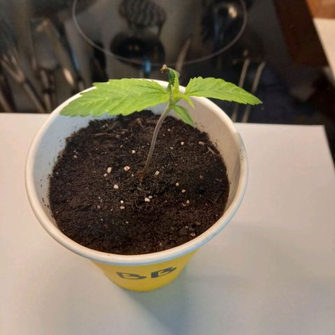 Blueberry Automatic growlog timeline photo