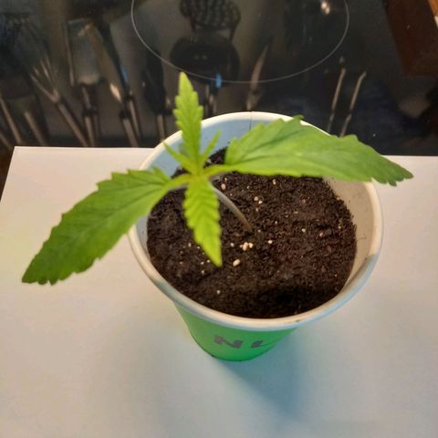 Northern Lights Automatic growlog timeline photo