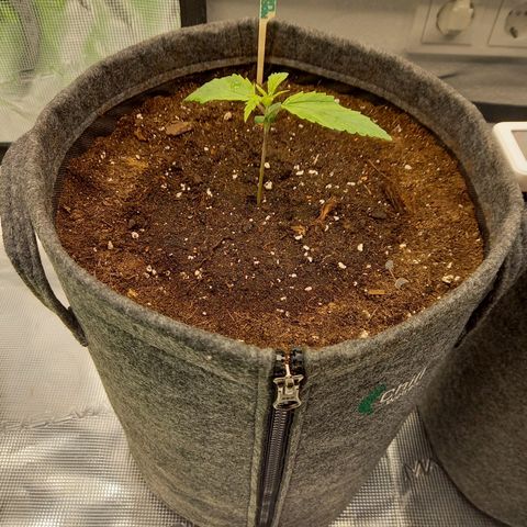 Northern Lights Automatic growlog timeline photo