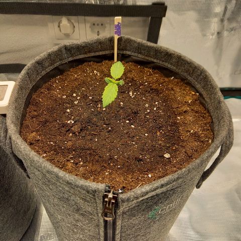Blueberry Automatic growlog timeline photo