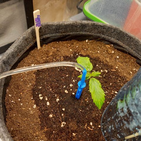Blueberry Automatic growlog timeline photo