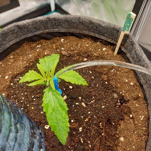 Northern Lights Automatic growlog timeline photo