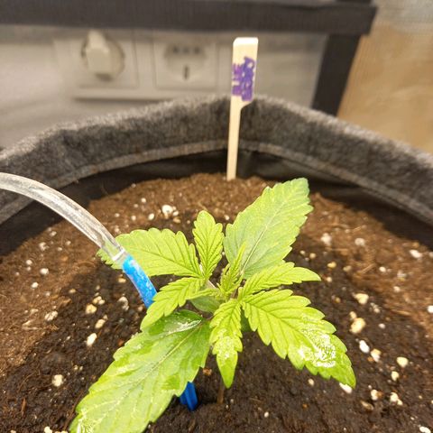 Blueberry Automatic growlog timeline photo