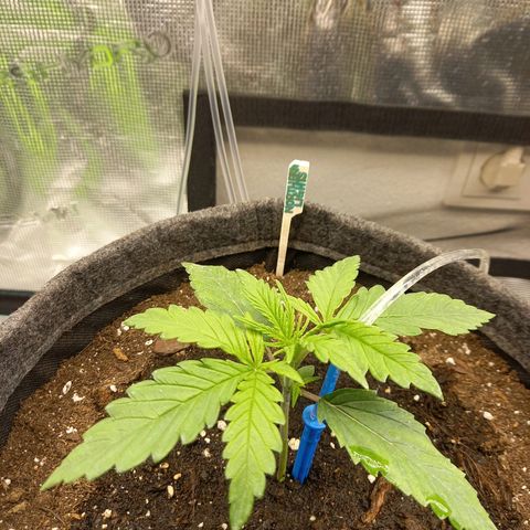Northern Lights Automatic growlog timeline photo