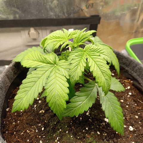 Blueberry Automatic growlog timeline photo