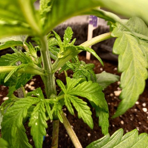 Blueberry Automatic growlog timeline photo