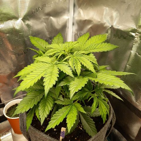 Blueberry Automatic growlog timeline photo