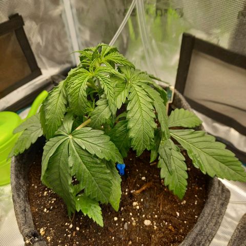 Northern Lights Automatic growlog timeline photo