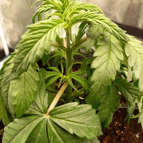 Northern Lights Automatic growlog timeline photo