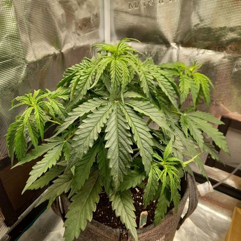 Northern Lights Automatic growlog timeline photo