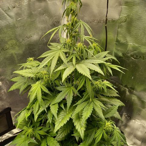 Blueberry Automatic growlog timeline photo