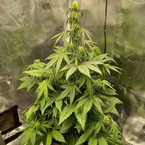 Blueberry Automatic growlog timeline photo