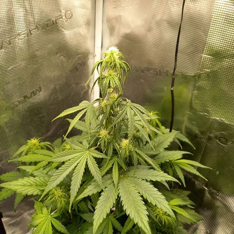 Blueberry Automatic growlog timeline photo