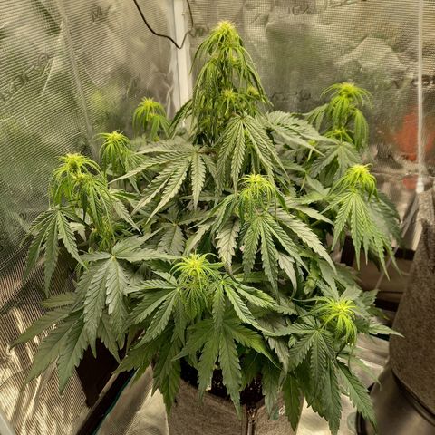 Northern Lights Automatic growlog timeline photo