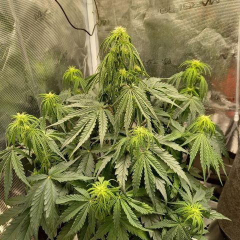 Northern Lights Automatic growlog timeline photo