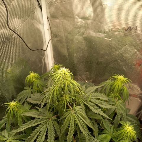 Northern Lights Automatic growlog timeline photo