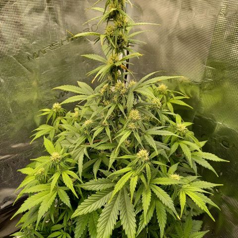 Blueberry Automatic growlog timeline photo