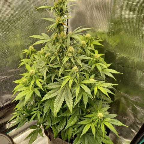Blueberry Automatic growlog timeline photo