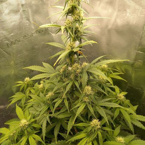 Blueberry Automatic growlog timeline photo