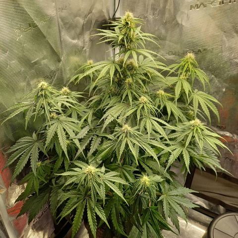 Northern Lights Automatic growlog timeline photo