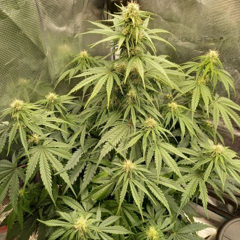Northern Lights Automatic growlog timeline photo