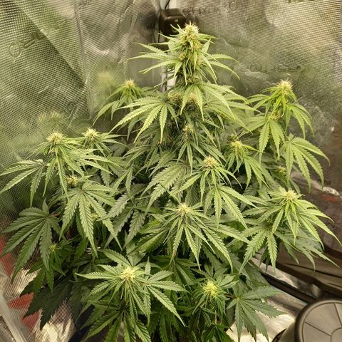 Northern Lights Automatic growlog timeline photo
