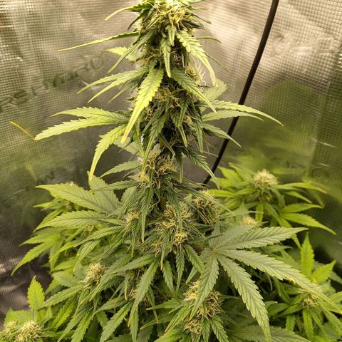 Blueberry Automatic growlog timeline photo