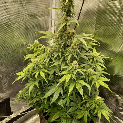 Blueberry Automatic growlog timeline photo