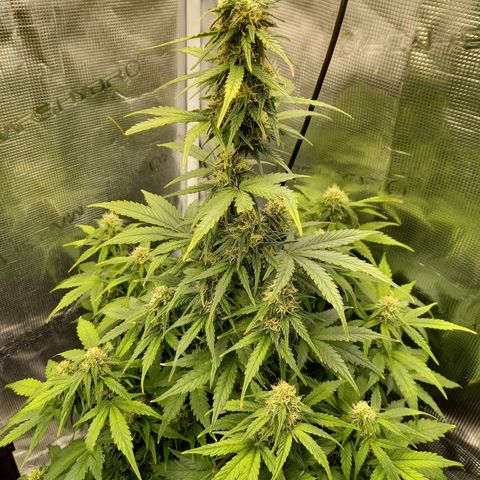 Blueberry Automatic growlog timeline photo