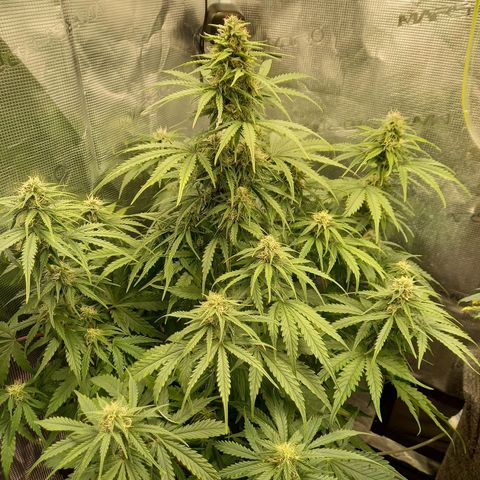 Northern Lights Automatic growlog timeline photo