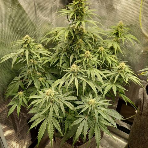 Northern Lights Automatic growlog timeline photo