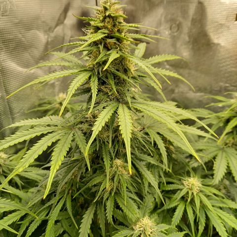 Northern Lights Automatic growlog timeline photo