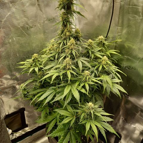 Blueberry Automatic growlog timeline photo