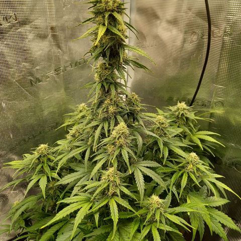Blueberry Automatic growlog timeline photo