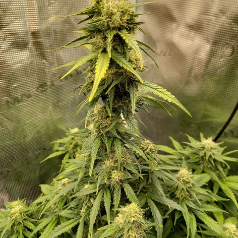 Blueberry Automatic growlog timeline photo