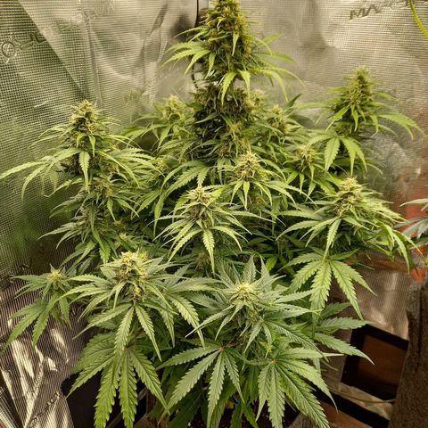 Northern Lights Automatic growlog timeline photo