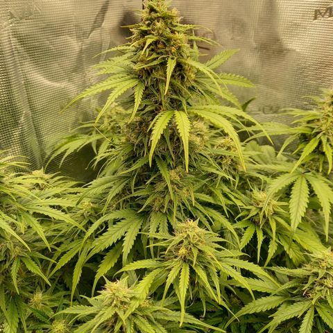 Northern Lights Automatic growlog timeline photo