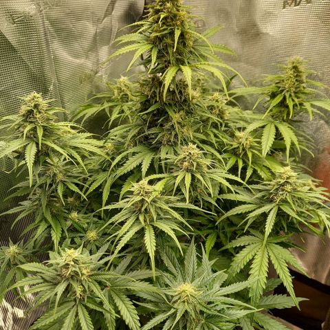 Northern Lights Automatic growlog timeline photo