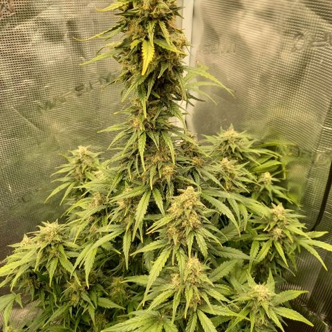 Blueberry Automatic growlog timeline photo